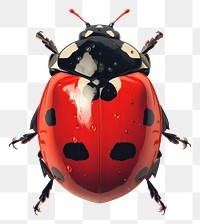 PNG Shiny ladybug animal insect invertebrate.