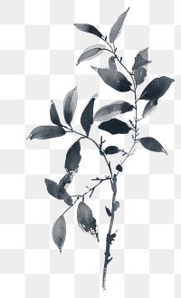 PNG Leaf drawing sketch plant.
