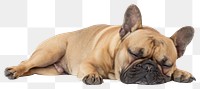 PNG  French bulldog animal mammal pet.