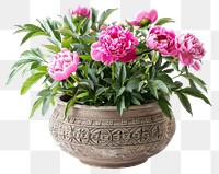 PNG  Peony in a cute pot flower plant white background