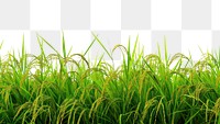 PNG Rice field nature backgrounds landscape