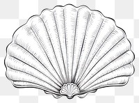 PNG Seashell sketch clam white background.