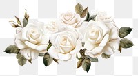 PNG White rose flower plant white background.