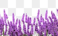 PNG Lavender blossom flower purple.