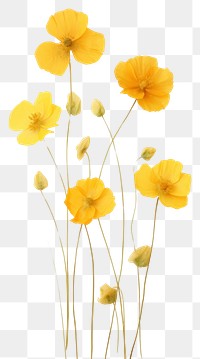 PNG Pressed perian buttercups wallpaper flower petal plant