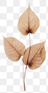 PNG Pressed coffee plant leaf simplicity fragility