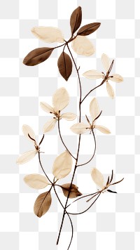 PNG Pressed coffee plant flower leaf calligraphy.