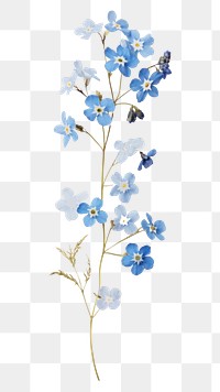 PNG Forget me not wallpaper flower petal plant