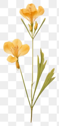 PNG Pressed freesia flower petal plant herb.