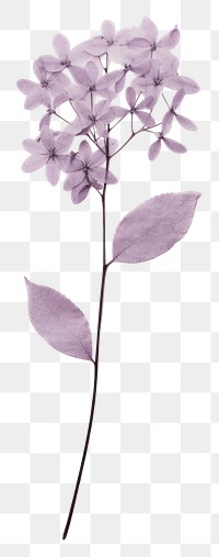 PNG Pressed lilac flower blossom plant.