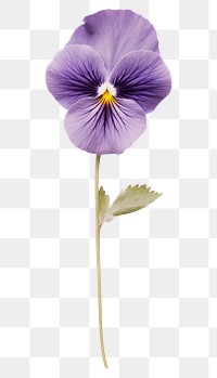PNG Pressed pansy flower plant inflorescence