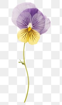 PNG Pressed pansy flower petal plant