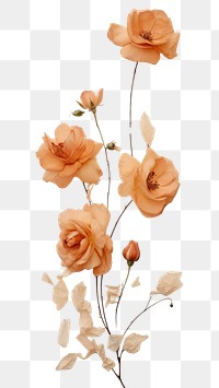 PNG  Real pressed peach rose flowers wall plant petal