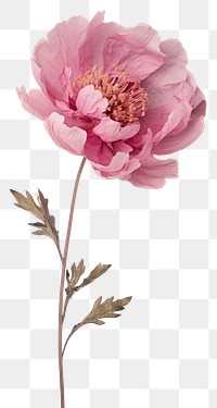 PNG  Real pressed peony field flower blossom plant rose