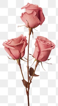 PNG Pressed pink roses flower petal plant.