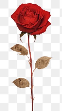 PNG  Real pressed red rose field flower plant leaf wall.