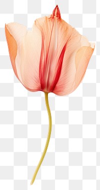 PNG  Real pressed tulip field flower petal plant red.