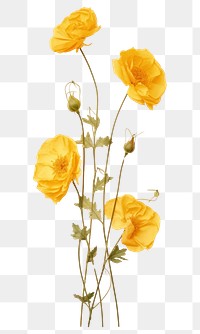 PNG  Real pressed yellowe rose flowers petal plant poppy