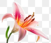 PNG Lily blossom flower petal.