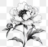 PNG  Illustration of peony drawing flower sketch