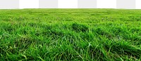 PNG A grass field backgrounds grassland outdoors.