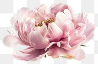 PNG  Pale pink peony blossom flower petal.