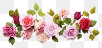 PNG  Rose flower petal plant