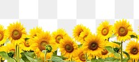 PNG Sunflower backgrounds outdoors nature.