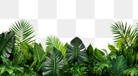 PNG Green backgrounds vegetation outdoors