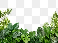 PNG Green backgrounds vegetation outdoors.
