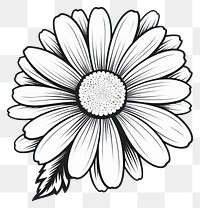 PNG Cute daisy drawing flower sketch.