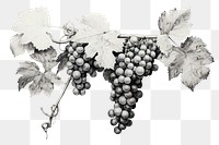 PNG Showing grapes vine drawing plant.