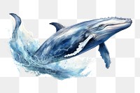 PNG Whale animal mammal fish.