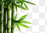 PNG Nature landscape bamboo backgrounds plant.