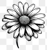 PNG Daisy flower drawing sketch plant.