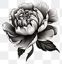 PNG Peony drawing flower sketch.