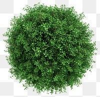 PNG Green bush plant herbs white background.