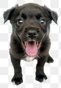 PNG Super adorable typical black with white Border Colie dog pup mammal animal puppy.