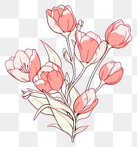 PNG Pink Tulips flower drawing sketch plant.