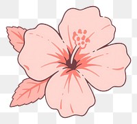 PNG Pink Hibiscus flower hibiscus blossom petal.