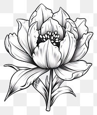 PNG Tulip flower drawing sketch plant