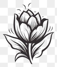 PNG Tulip flower white logo inflorescence.