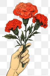 PNG Hand holding Carnation flower art carnation