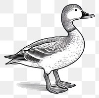 PNG Full body duck logo drawing animal sketch.