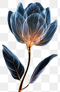 PNG Render of glowing flower pattern black background inflorescence.