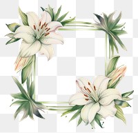 PNG  Lily frame watercolor flower plant white background.