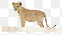 PNG Tape stuck on the lion wildlife animal mammal.