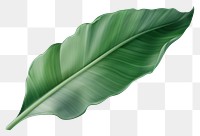 PNG Banana leaf plant lightweight freshness.