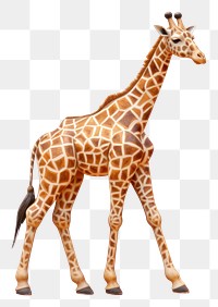 PNG Giraffe standing animal wildlife mammal.