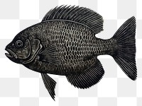 PNG Fish animal nature black.